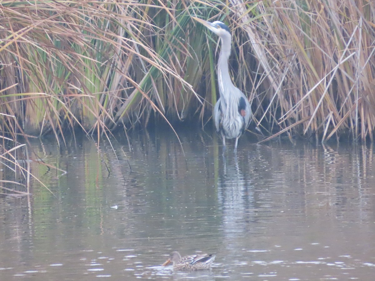 Great Blue Heron - ML646488203
