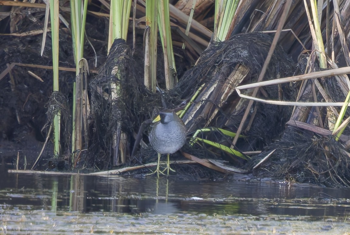 chřástal karolínský - ML646488205
