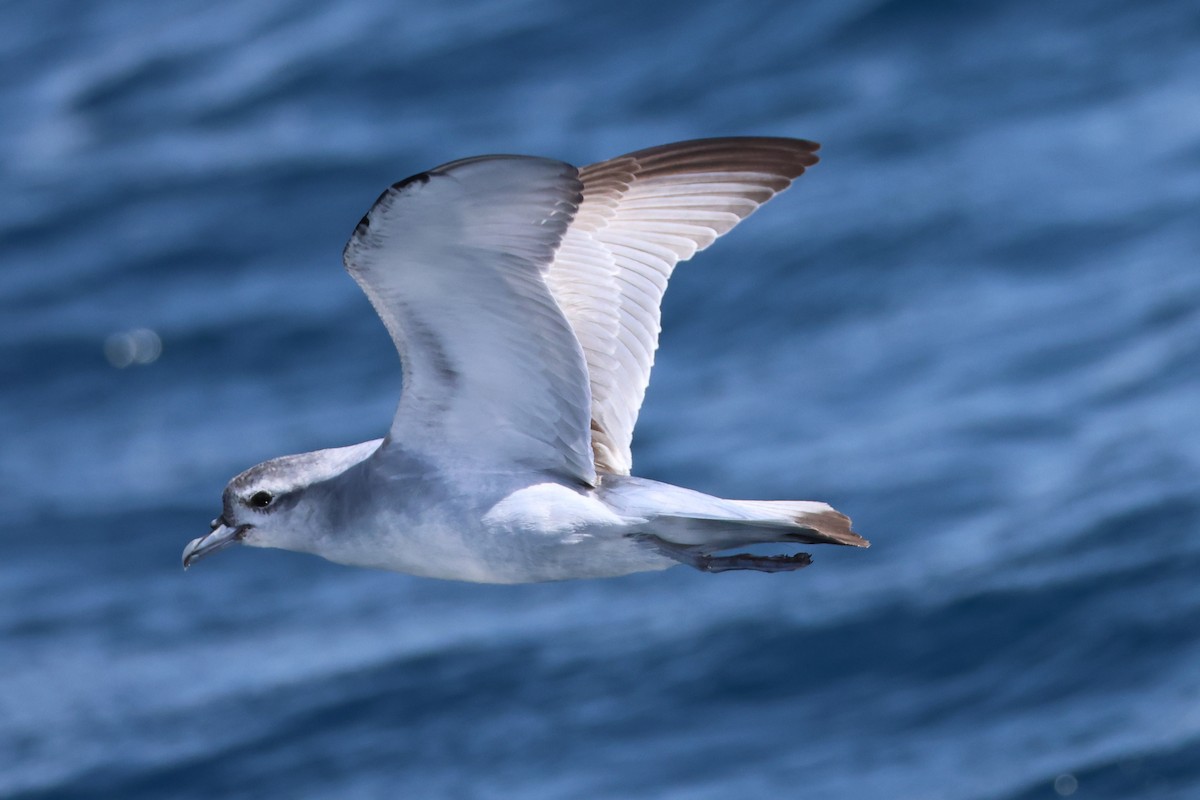 Fairy Prion - ML646488206