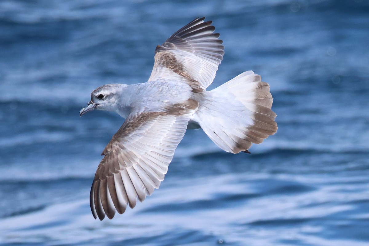 Fairy Prion - ML646488223