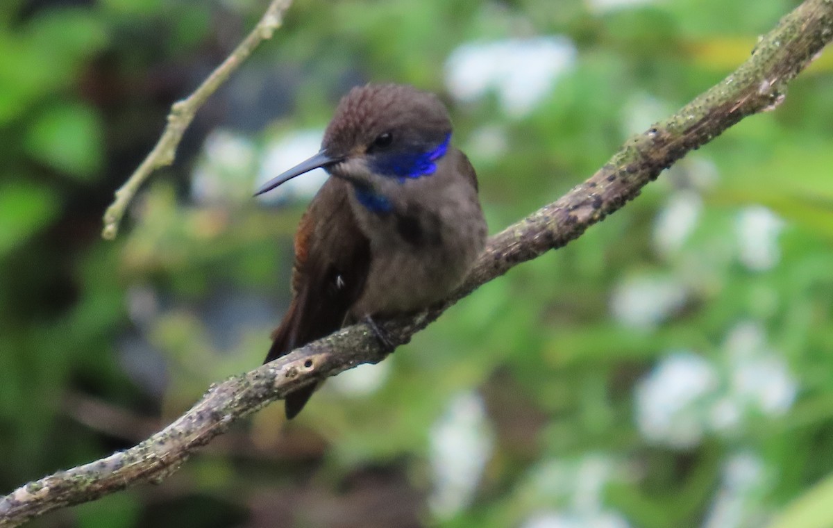 Brown Violetear - ML646488224