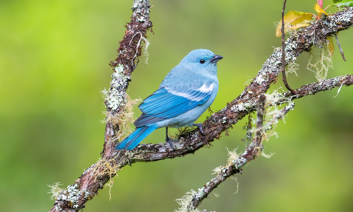 Blue-gray Tanager - ML646488228