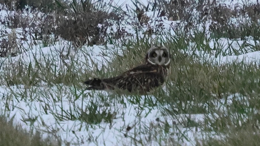Short-eared Owl - ML646488230