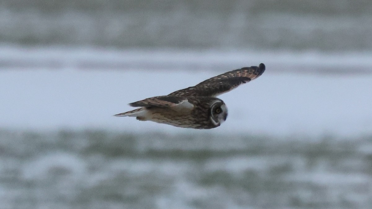 Short-eared Owl - ML646488231