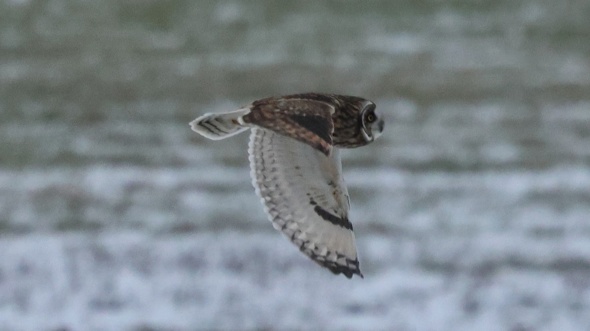 Short-eared Owl - ML646488232