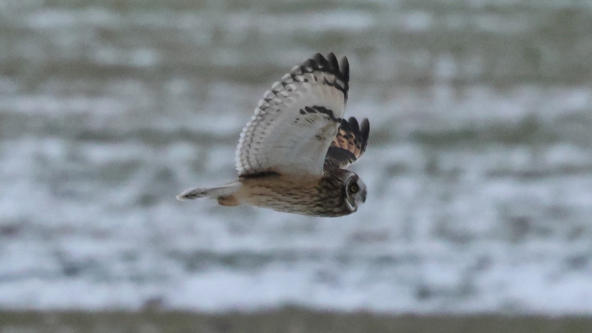 Short-eared Owl - ML646488233
