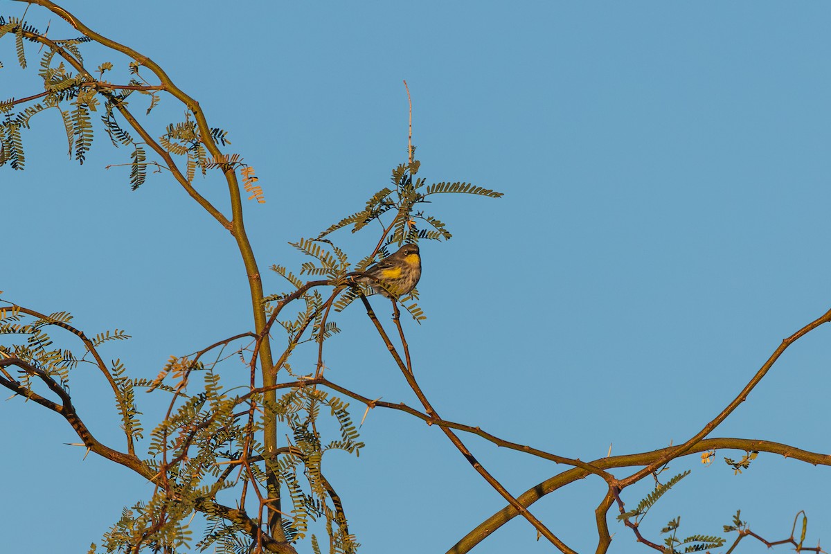 Yellow-rumped Warbler - ML646488234