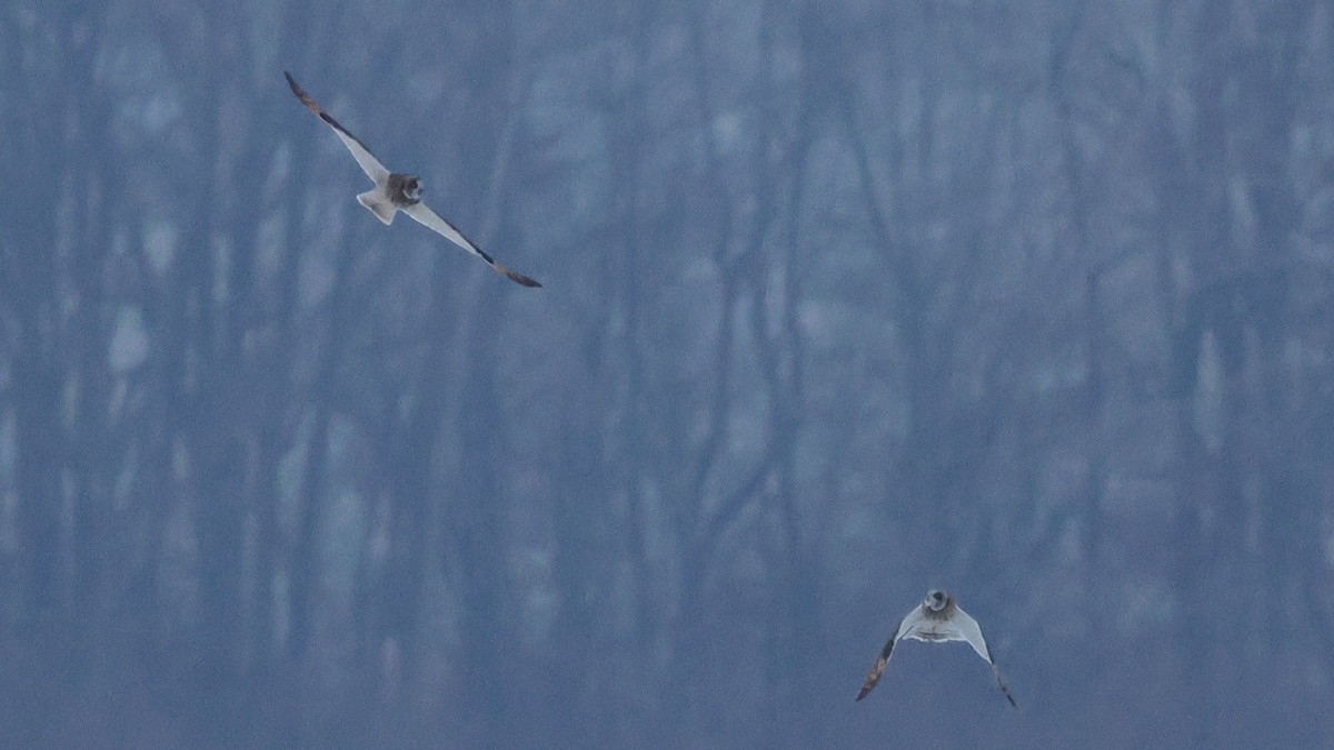 Short-eared Owl - ML646488235