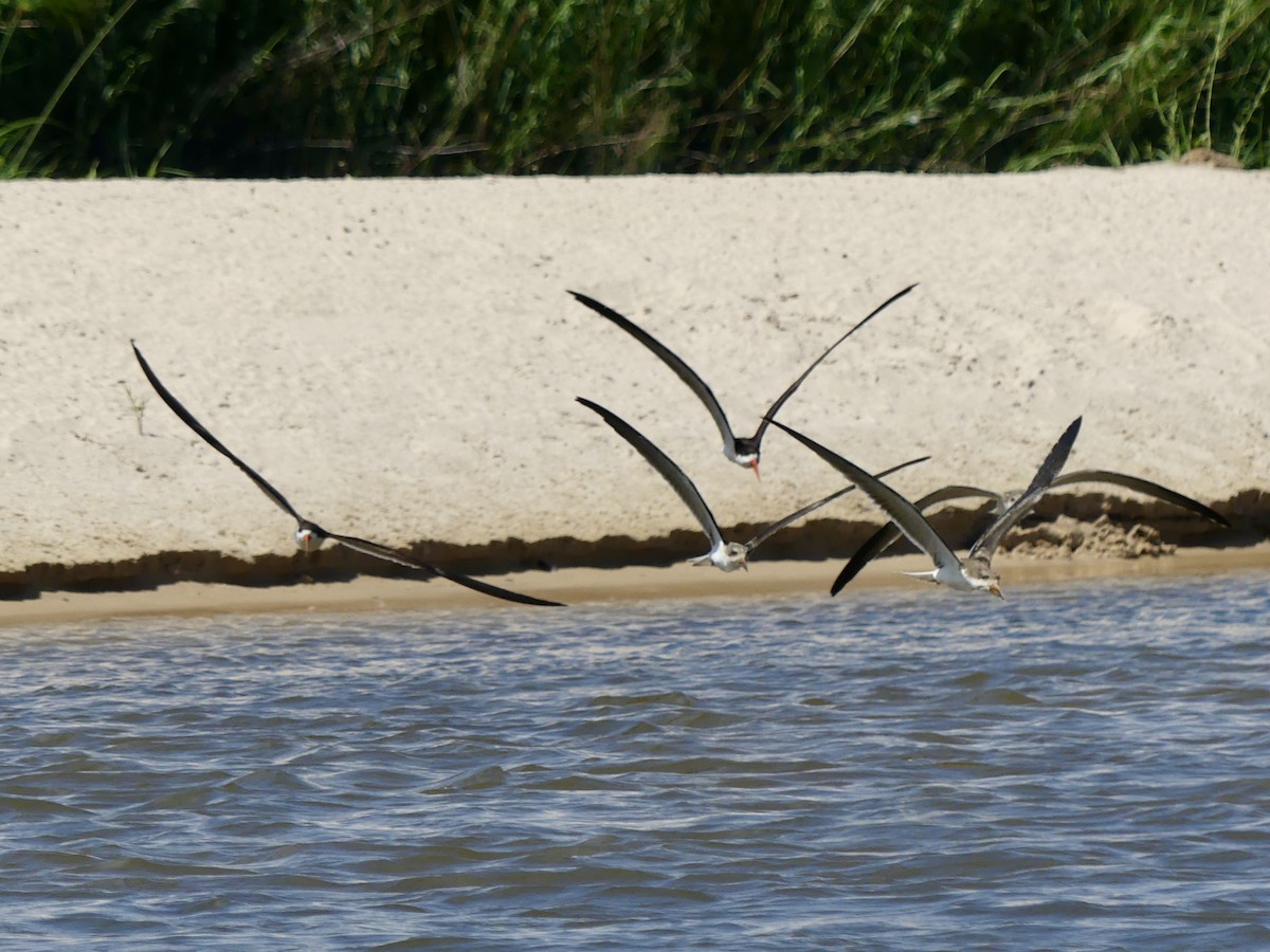 Afrikascherenschnabel - ML646488236