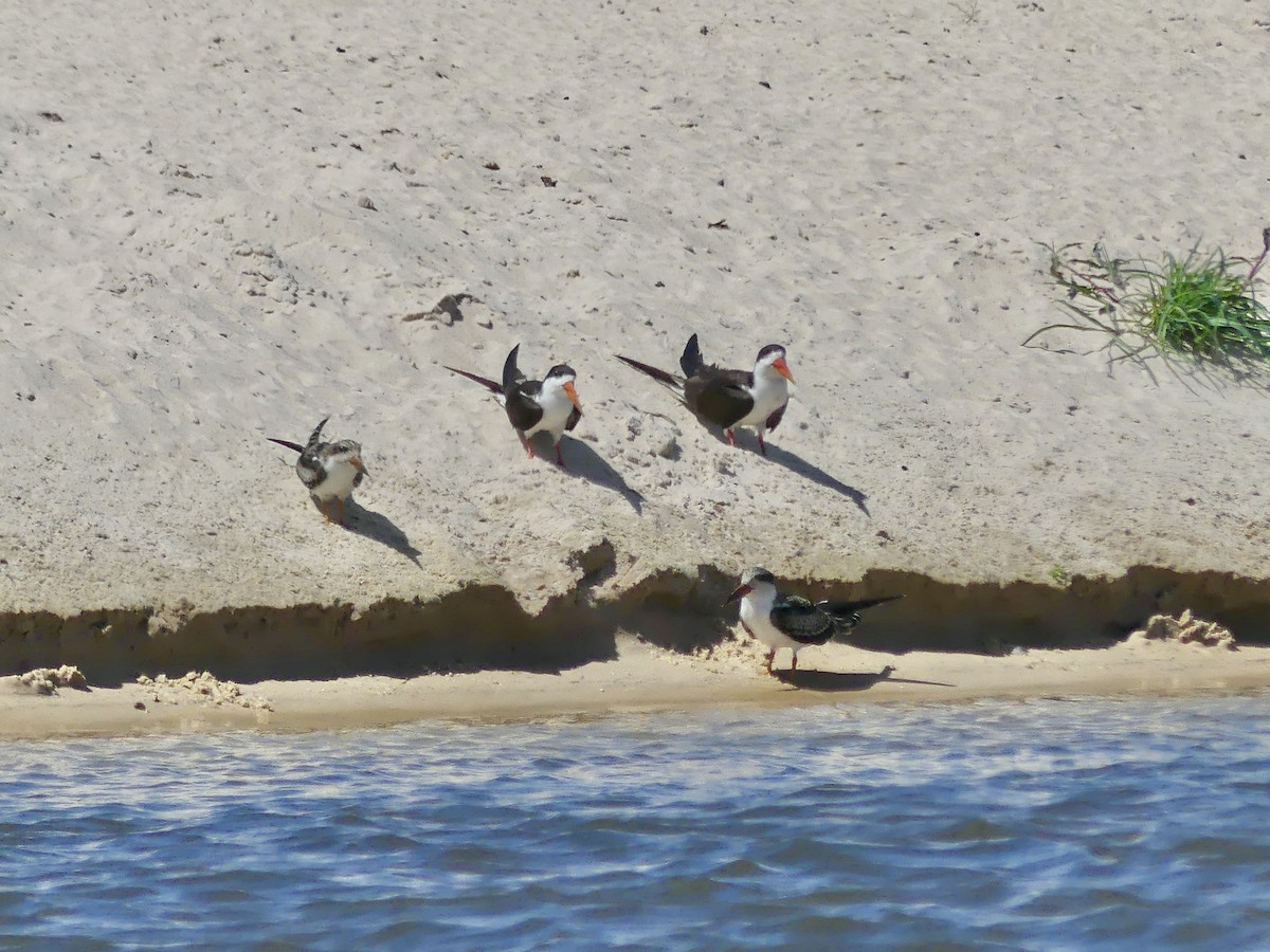 Afrikascherenschnabel - ML646488239