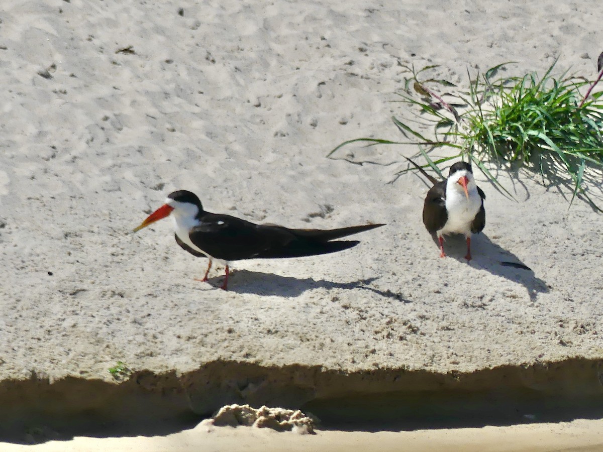 Afrikascherenschnabel - ML646488240