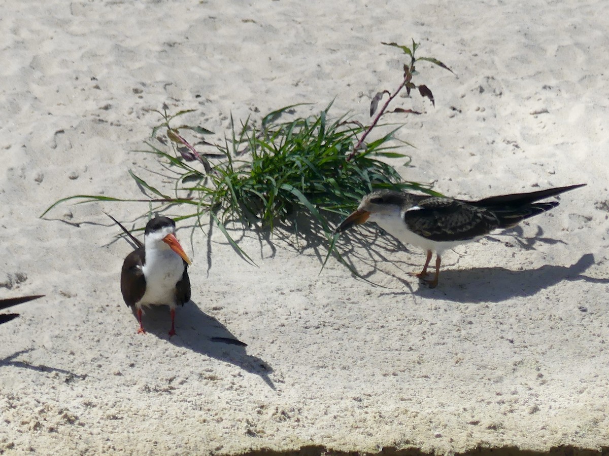 Afrikascherenschnabel - ML646488241