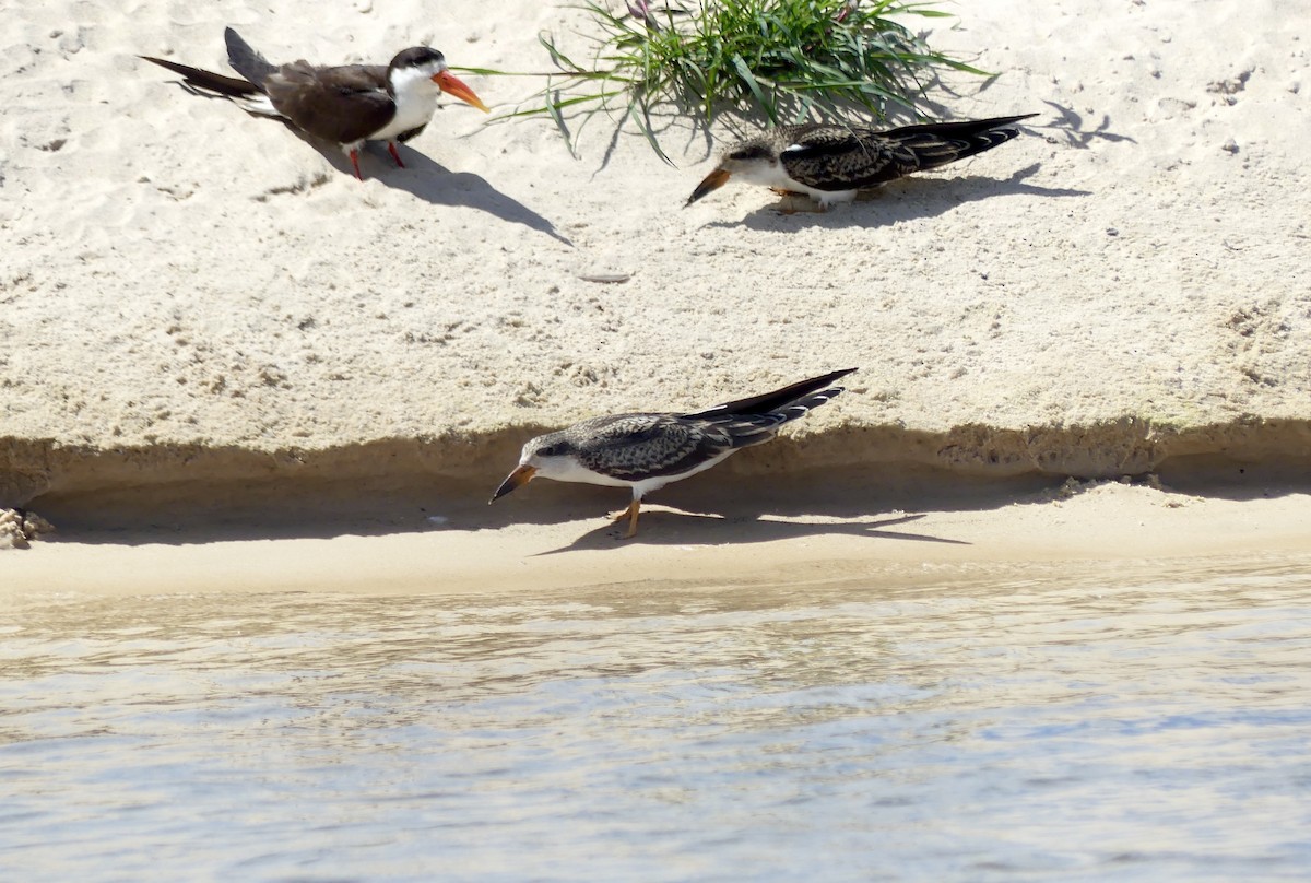 Afrikascherenschnabel - ML646488242