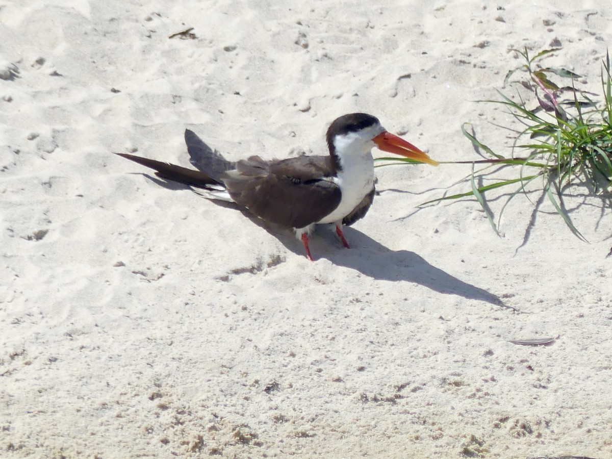 Afrikascherenschnabel - ML646488243