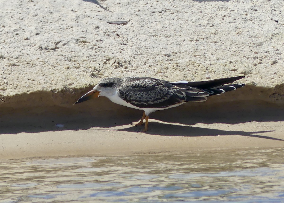 Afrikascherenschnabel - ML646488244