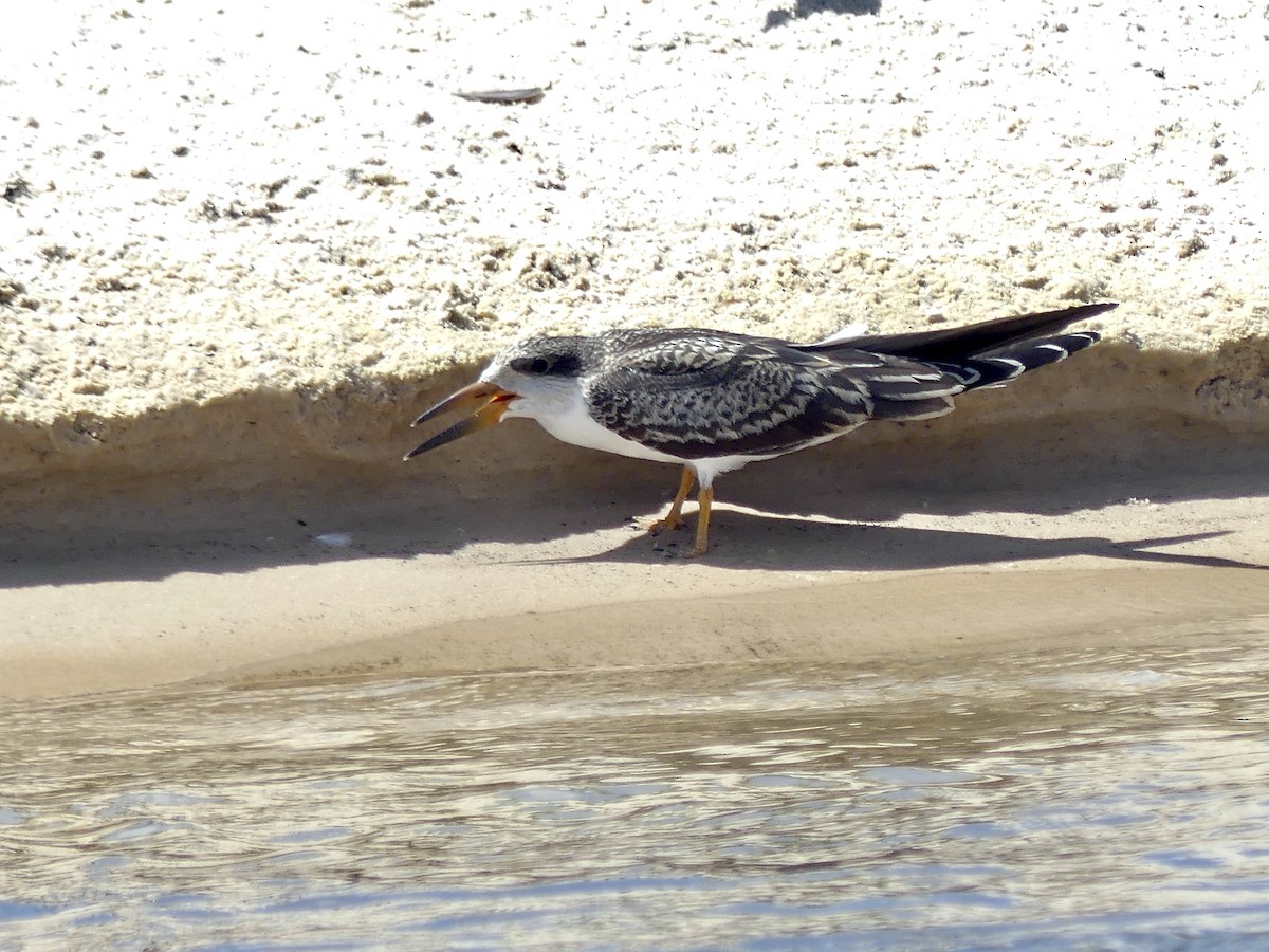 Afrikascherenschnabel - ML646488245