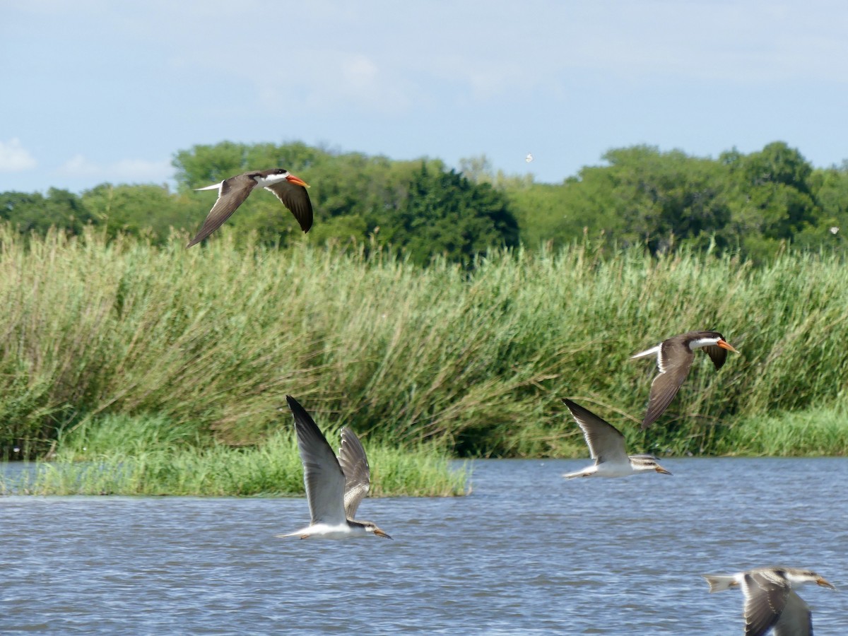 Afrikascherenschnabel - ML646488246