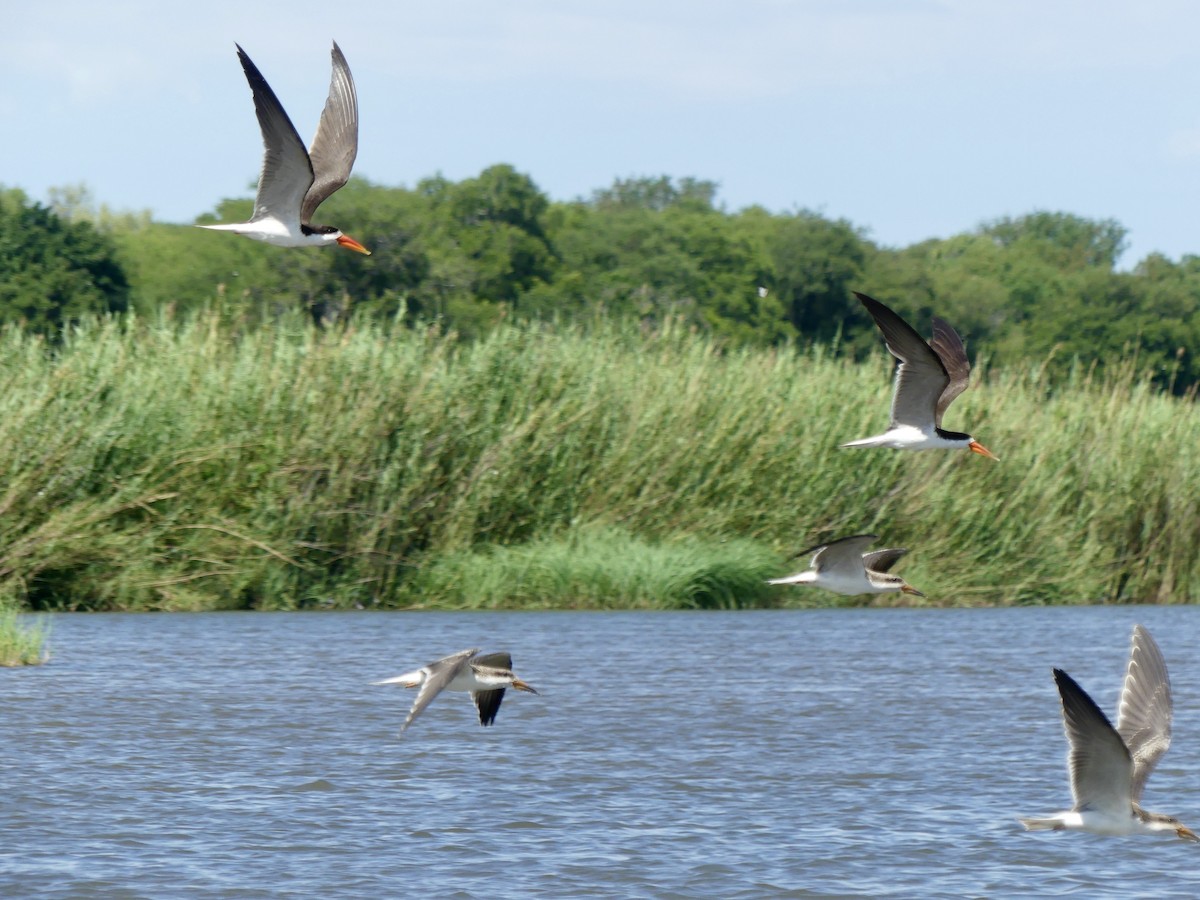 Afrikascherenschnabel - ML646488247