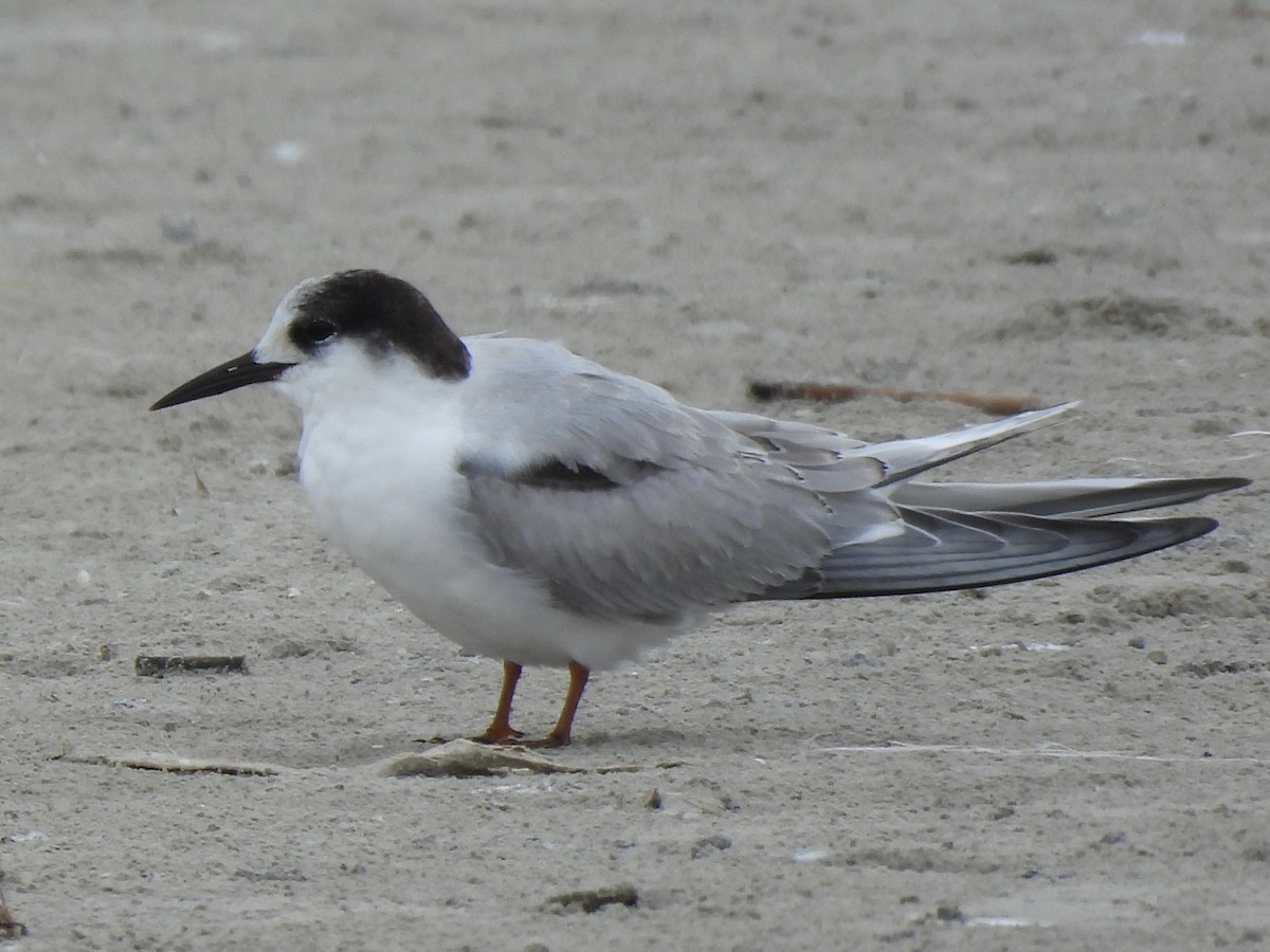 燕鷗 - ML646488251