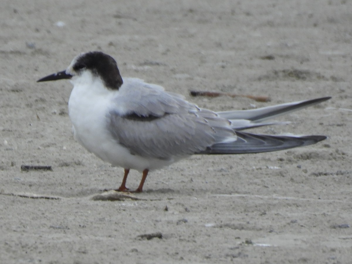 燕鷗 - ML646488252