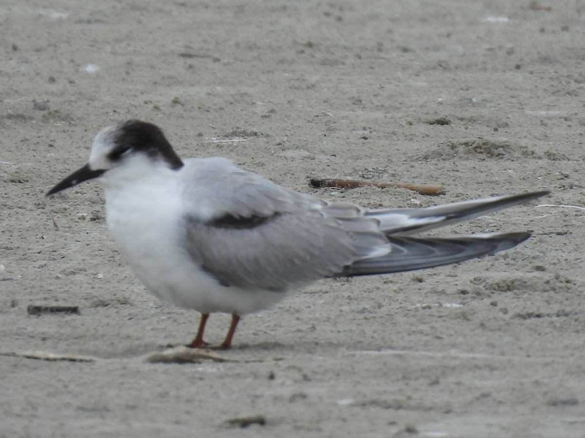 燕鷗 - ML646488253