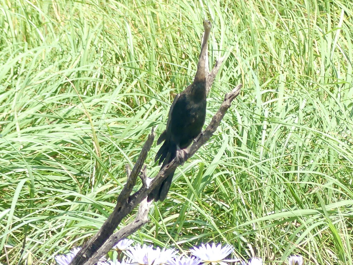 Afrika-Schlangenhalsvogel - ML646488255