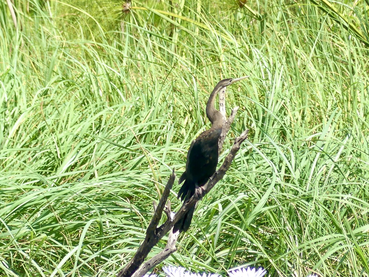 Afrika-Schlangenhalsvogel - ML646488256