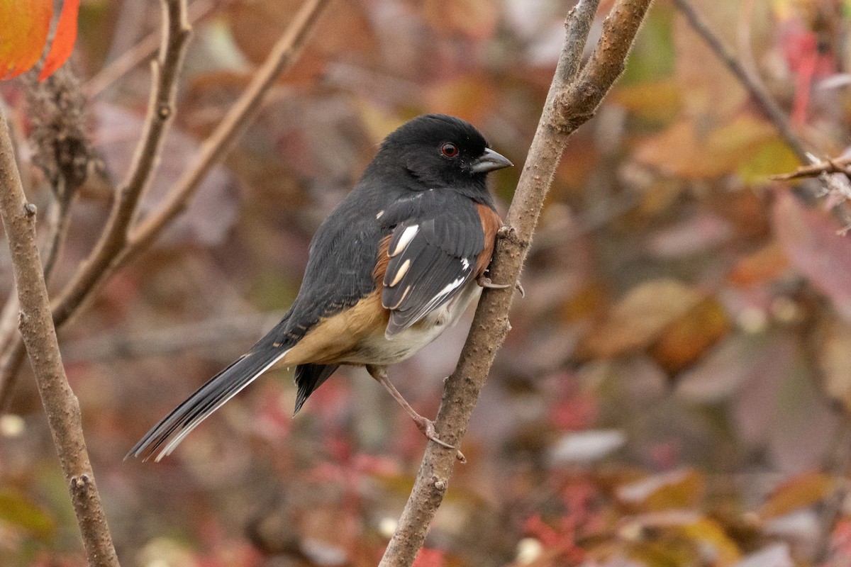 Eastern Towhee - ML646488257