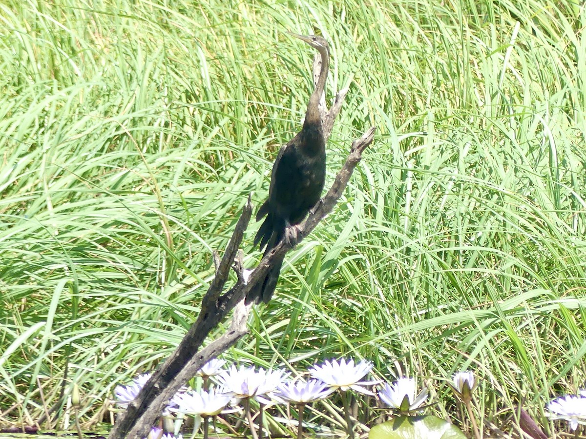 Afrika-Schlangenhalsvogel - ML646488258