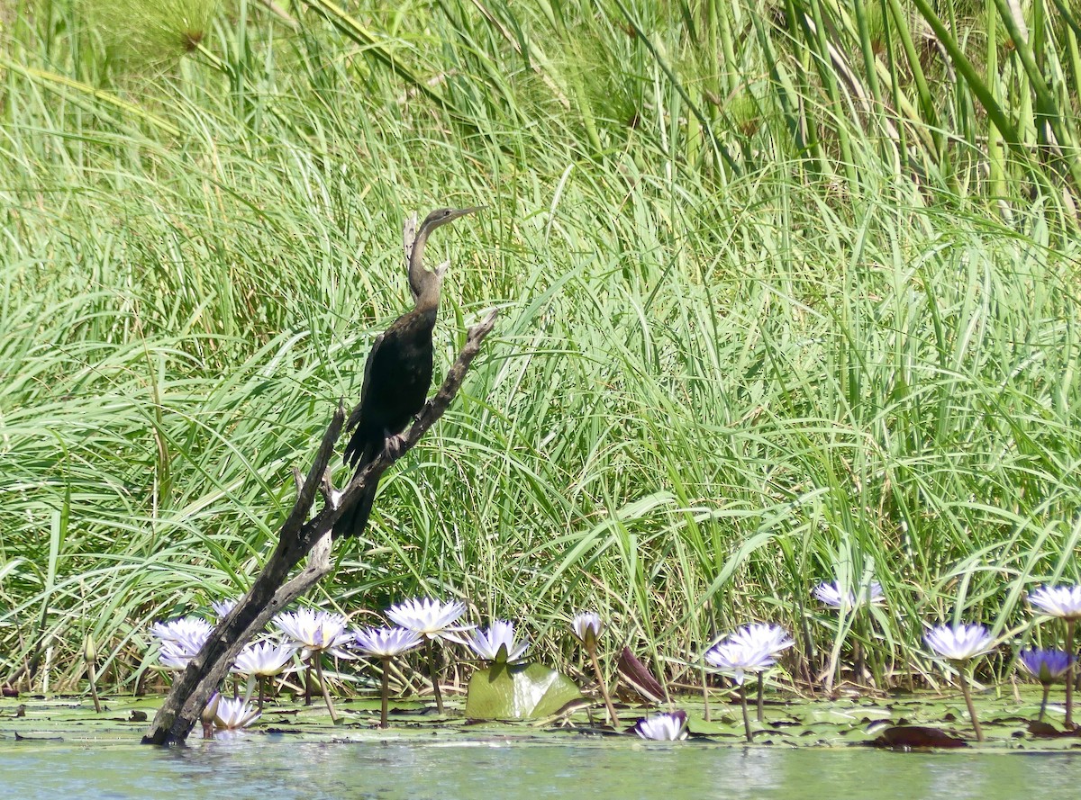 Afrika-Schlangenhalsvogel - ML646488259