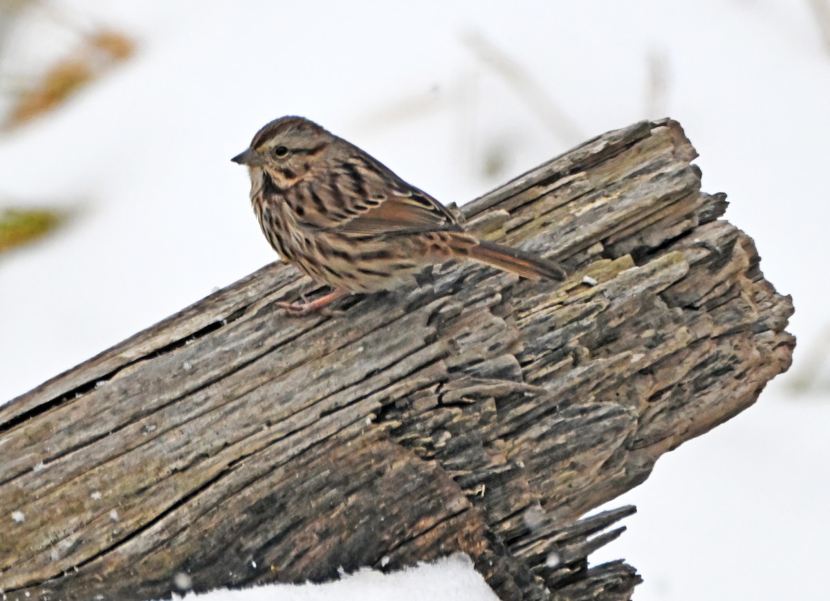 Song Sparrow - ML646488260