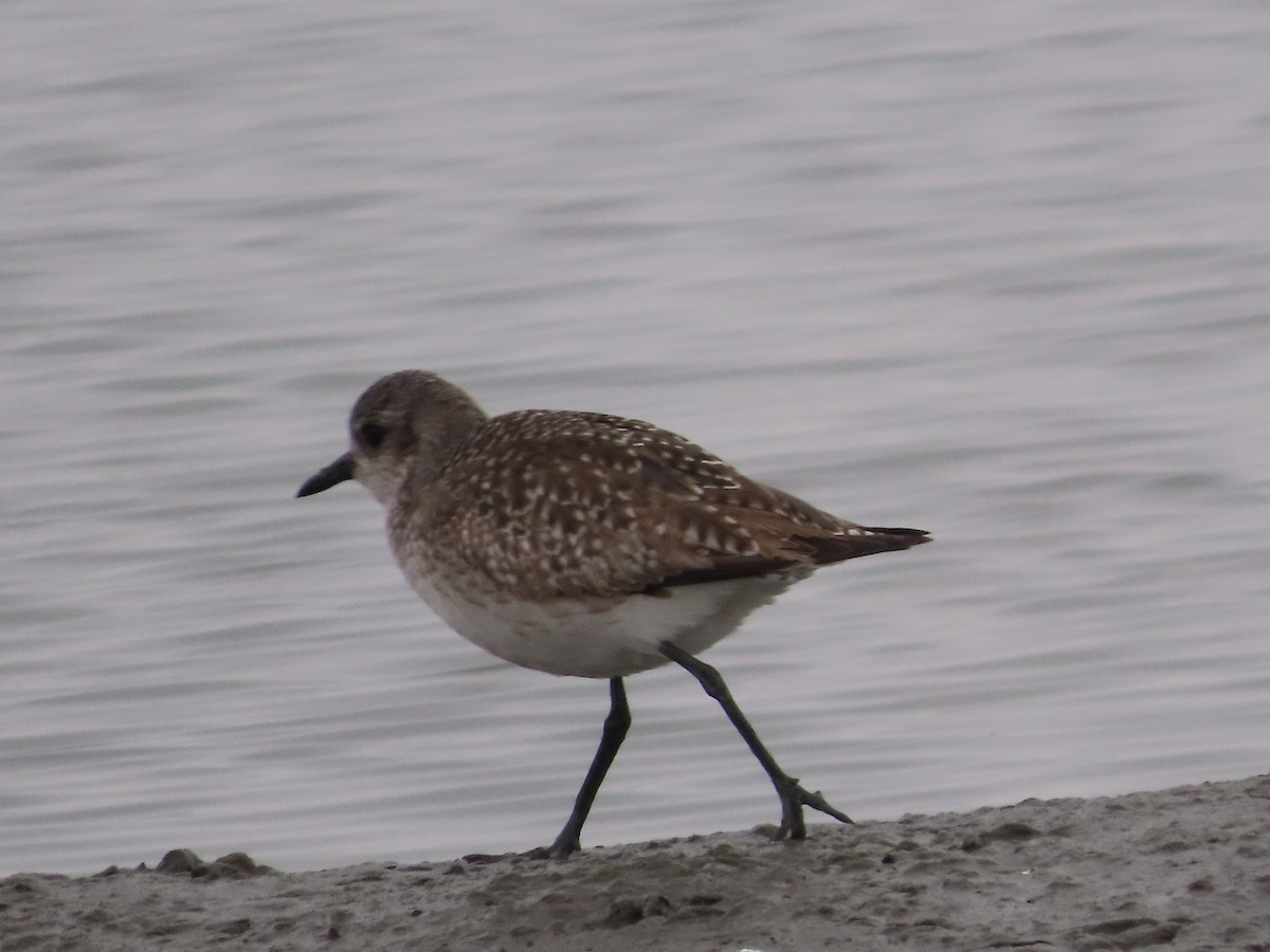 Black-bellied Plover - ML646488271
