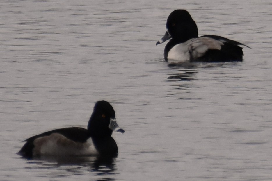 Ring-necked Duck - ML646488280