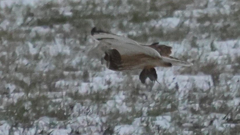Short-eared Owl - ML646488281