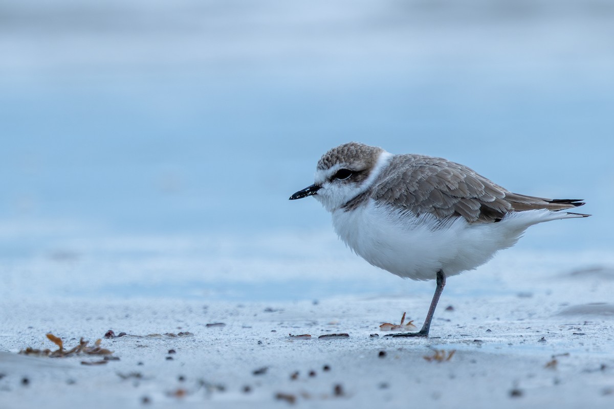 Snowy Plover - ML646488283