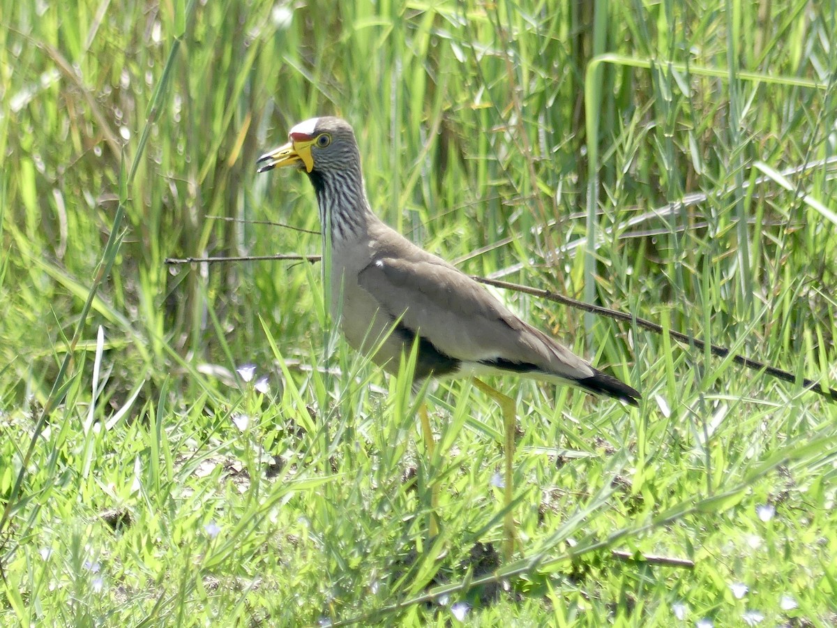 Senegalkiebitz - ML646488285