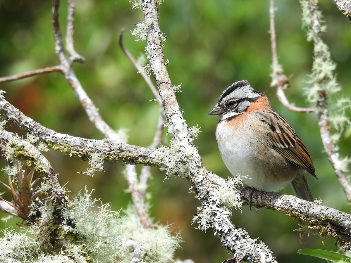 Rufous-collared Sparrow - ML646488287