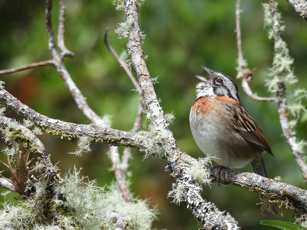 Rufous-collared Sparrow - ML646488288