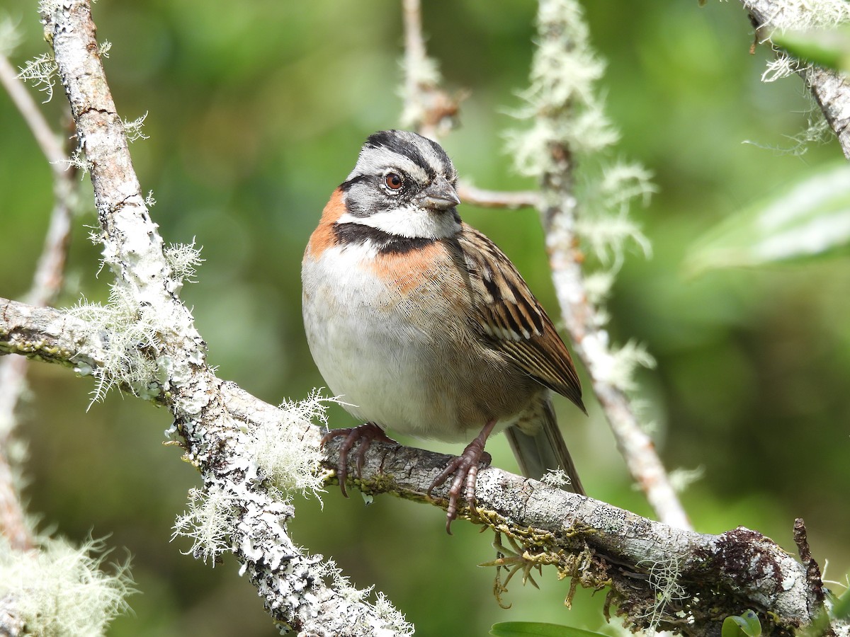 Rufous-collared Sparrow - ML646488289