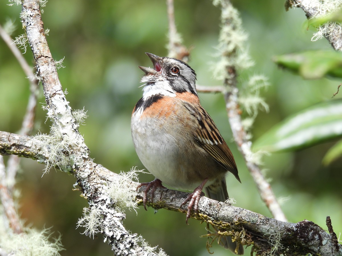 Rufous-collared Sparrow - ML646488290