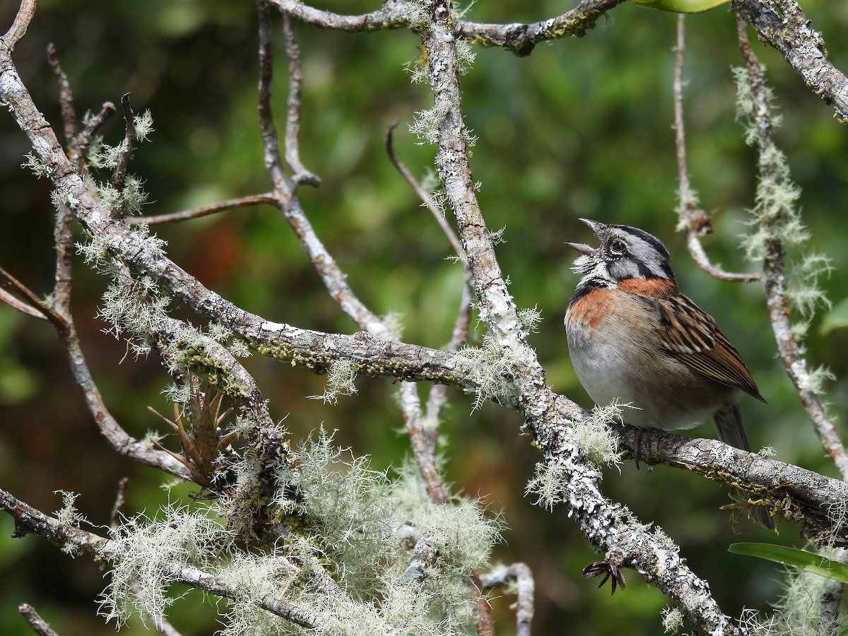 Rufous-collared Sparrow - ML646488291