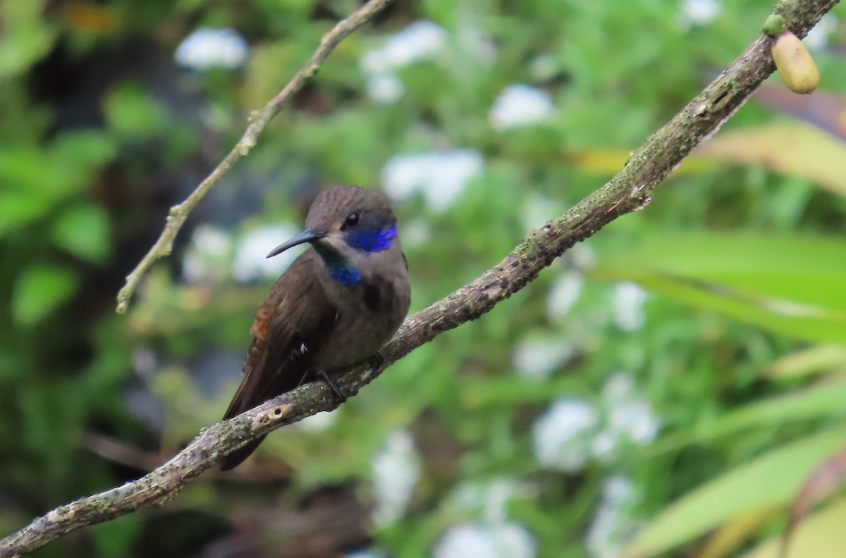 Brown Violetear - ML646488293
