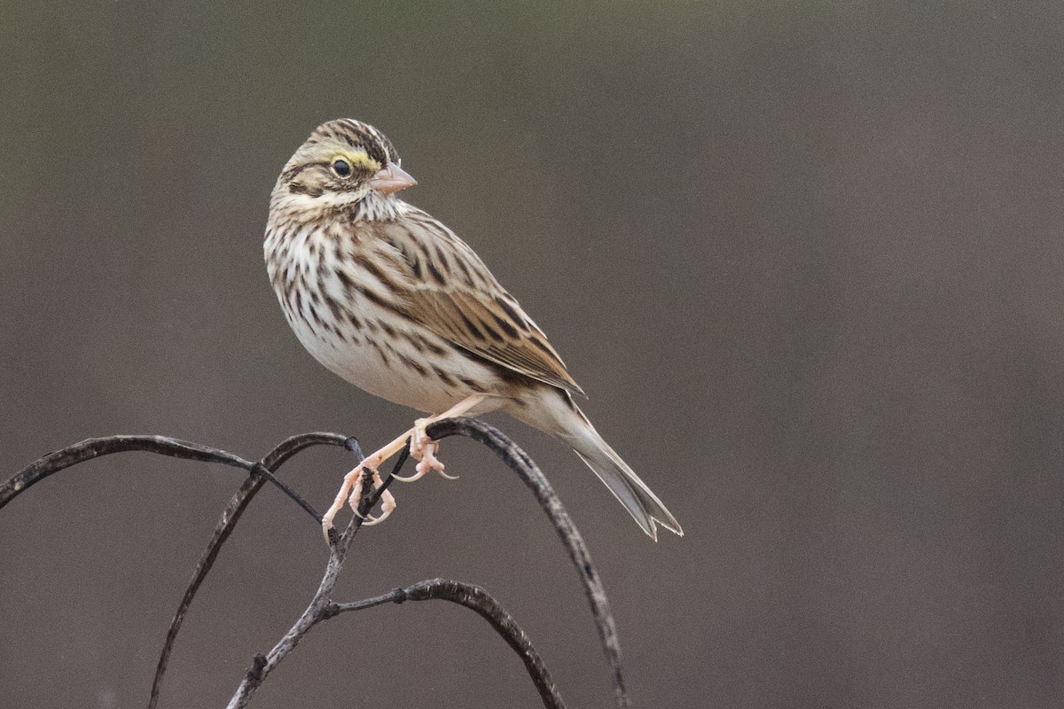 Savannah Sparrow - ML646488300