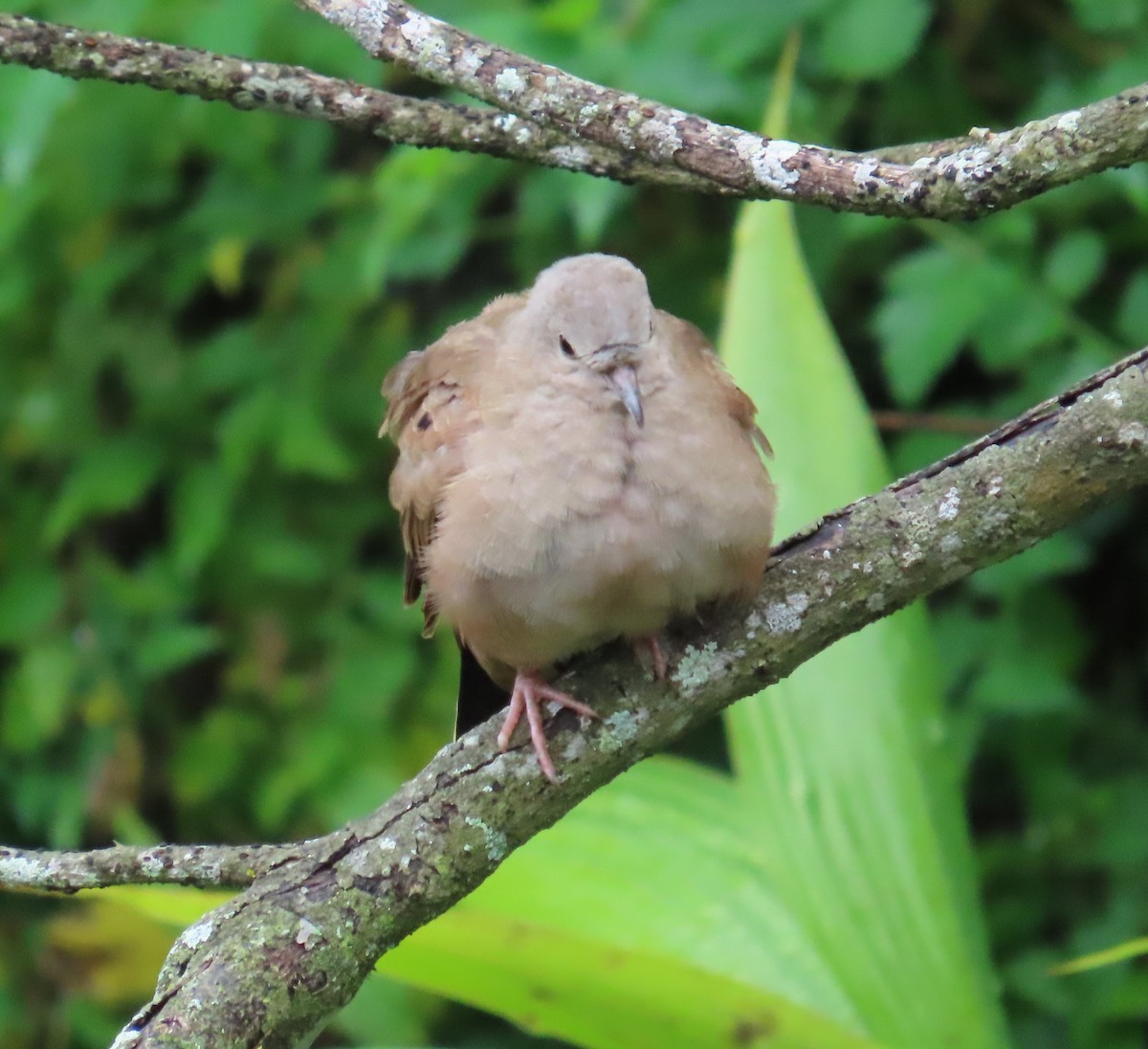 Ruddy Ground Dove - ML646488301