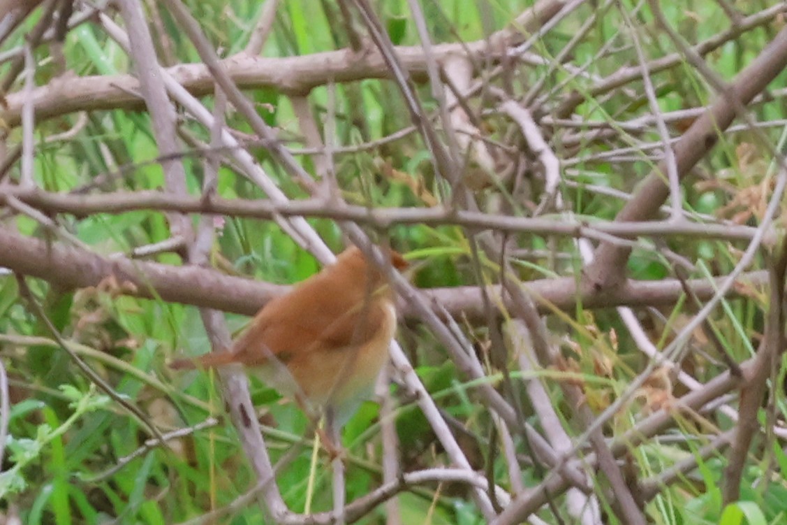 Foxy Cisticola - ML646488302
