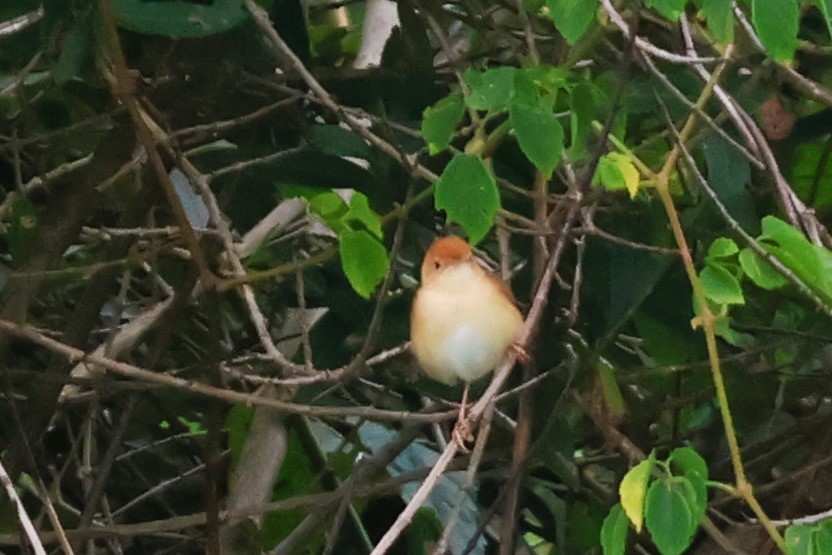 Foxy Cisticola - ML646488303
