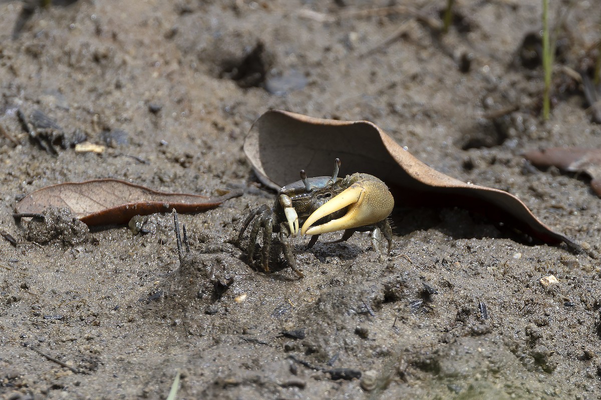 Animals - ML646488304