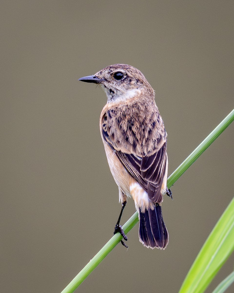 Amur Stonechat - ML646488305