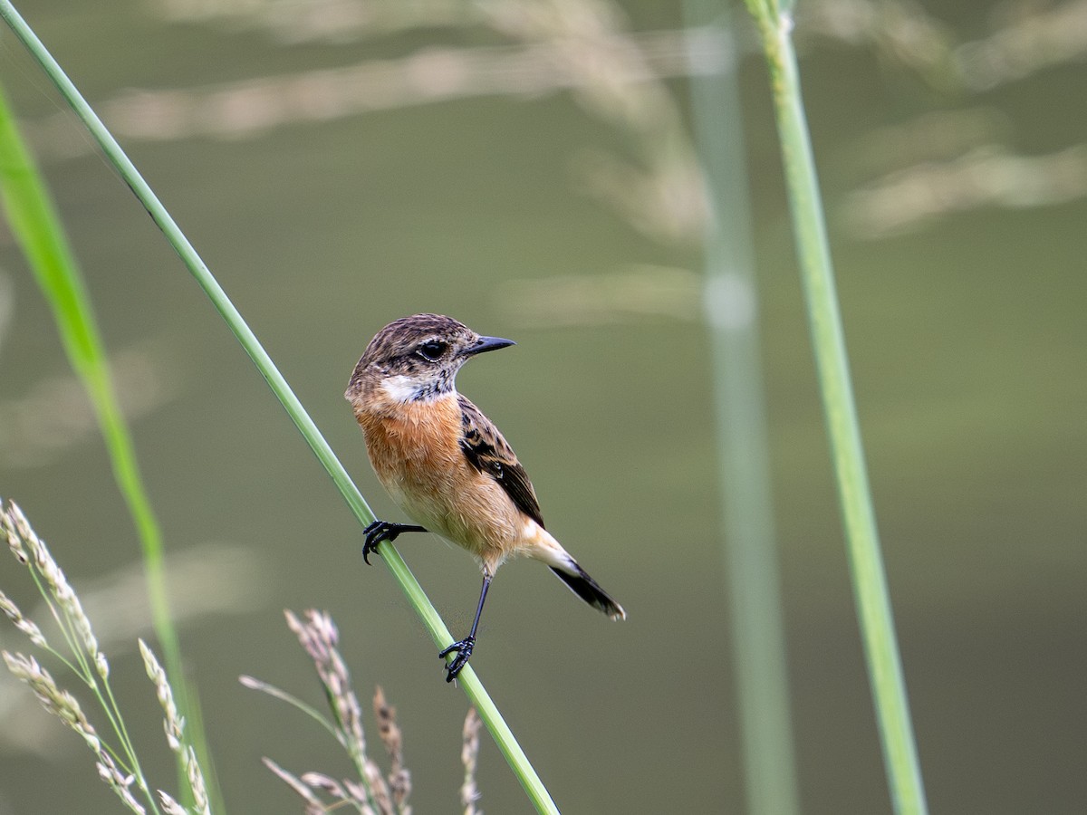Amur Stonechat - ML646488306