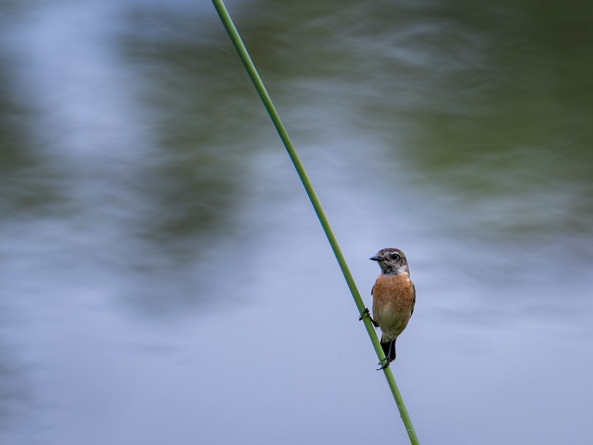 Amur Stonechat - ML646488307
